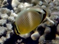 DSC08720-juvenile-oval-butterflyfish-wm