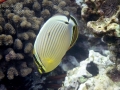 DSC4714-oval-butterflyfish-wm