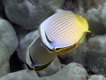 DSC4902-oval-butterflyfish-mating-WM