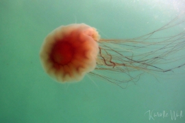 Pacific Lions Mane Jelly, Cyanea ferruginea Pacific Lions Mane Jelly, Cyanea ferruginea