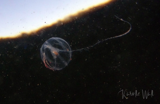 Pacific Sea Gooseberry, Pleurobrachia bachei