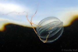 Pacific Sea Gooseberry, Pleurobrachia bachei Pacific Sea Gooseberry, Pleurobrachia bachei