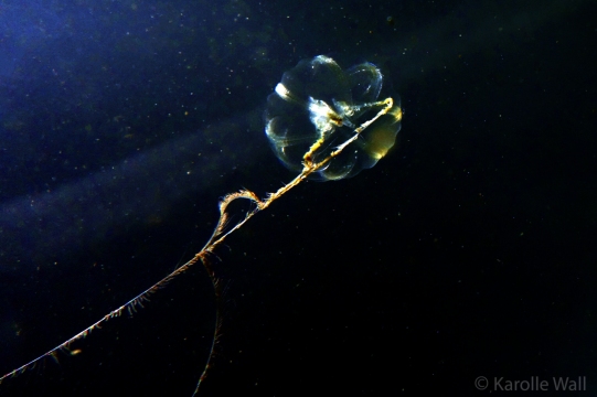Pacific Sea Gooseberry, Pleurobrachia bachei