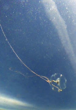 Pacific Sea Gooseberry, Pleurobrachia bachei