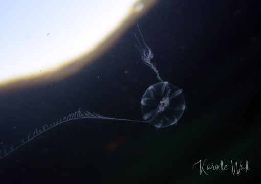 Pacific Sea Gooseberry, Pleurobrachia bachei