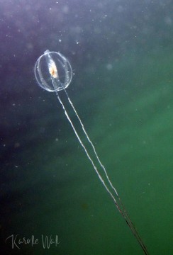 Pacific Sea Gooseberry, Pleurobrachia bachei