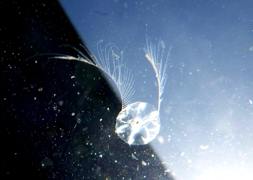 Pacific Sea Gooseberry, Pleurobrachia bachei