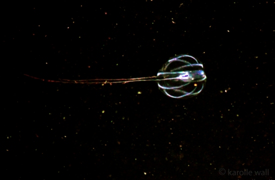 Pacific Sea Gooseberry, Pleurobrachia bachei