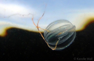 Pacific Sea Gooseberry, Pleurobrachia bachei