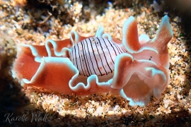 Brown-lined Paper Bubble Shell, Hydatina physis