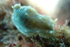 Paradoris Sp. #4 Paradoris Sp. #4