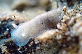 Paradoris sp. #7 Paradoris sp. #7