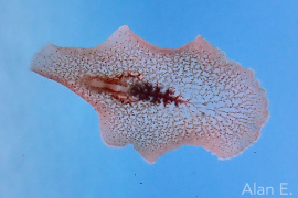 Paraplanocera 1 Paraplanocera 1