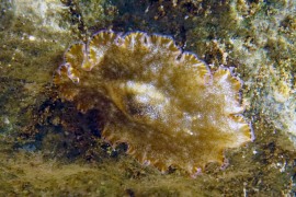 Paraplanocera marginata Paraplanocera marginata