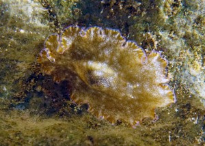 Paraplanocera marginata
