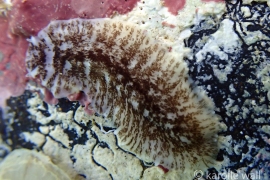 Pericelus A. Pericelus A.