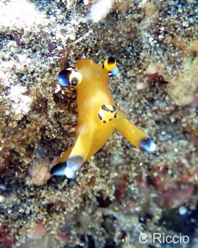 Pikachu Nudibranch, Thecacera pacifica