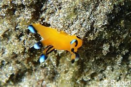 Nudibranch, Thecacera pacifica Nudibranch, Thecacera pacifica