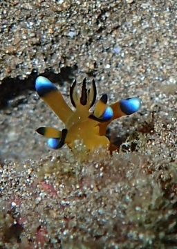 Nudibranch, Thecacera pacifica
