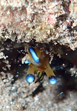 Nudibranch, Thecacera pacifica