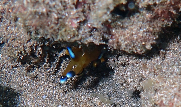 Thecacera pacifica