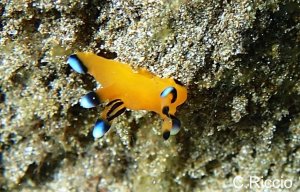 Nudibranch, Thecacera pacifica