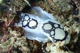 Pilsbry's Headshield Slug, Tubulophilinopsis pilsbryi Pilsbry's Headshield Slug, Tubulophilinopsis pilsbryi