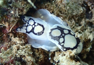 Pilsbry's Headshield Slug, Tubulophilinopsis pilsbryi