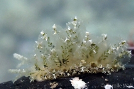 Polybranchia samanthae Polybranchia samanthae