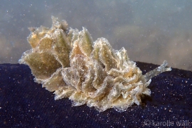 Polybranchus jensenae Polybranchus jensenae