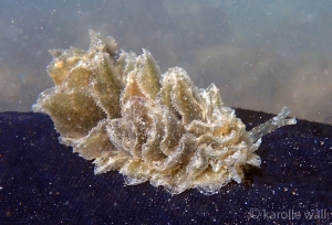 Polybranchus jensenae