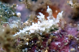 Polycera sp. #3 Polycera sp. #3