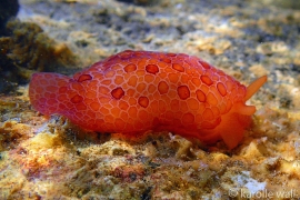 Pleurobranchus cf. peronii Pleurobranchus cf. peronii