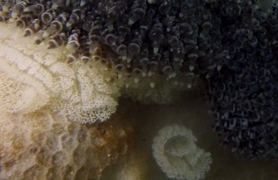 Tenellia lugubris and Eggs
