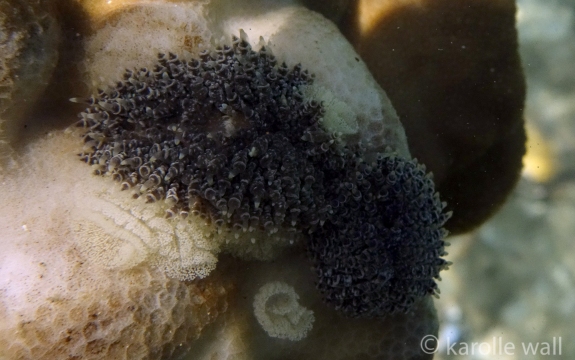 Tenellia lugubris