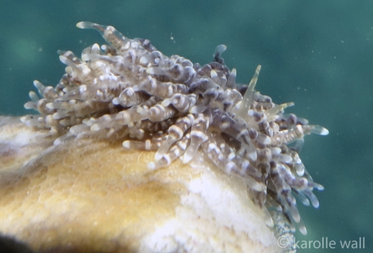 Tenellia lugubris