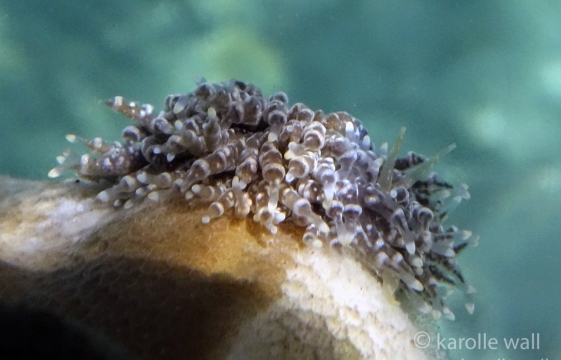 Tenellia lugubris, rhinophores visible