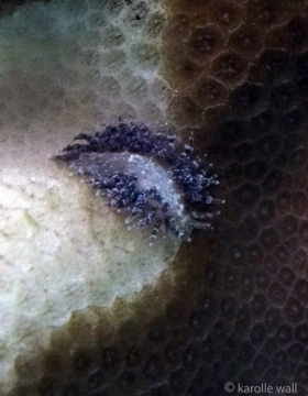 Tenellia lugubris