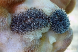 Two Porties Nudibranch laying eggs Two Porties Nudibranch laying eggs