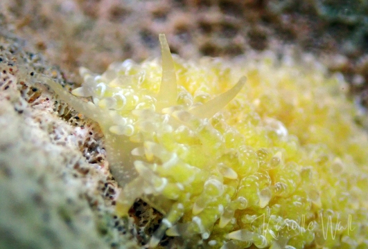Yellow Porites Nudibranch, Tenellia lugubris