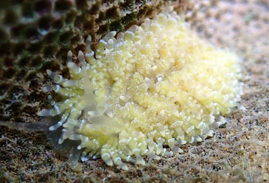 Yellow Porites Nudibranch, Tenellia lugubris
