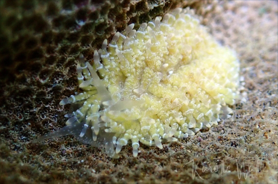 Yellow Porites Nudibranch, Tenellia lugubris