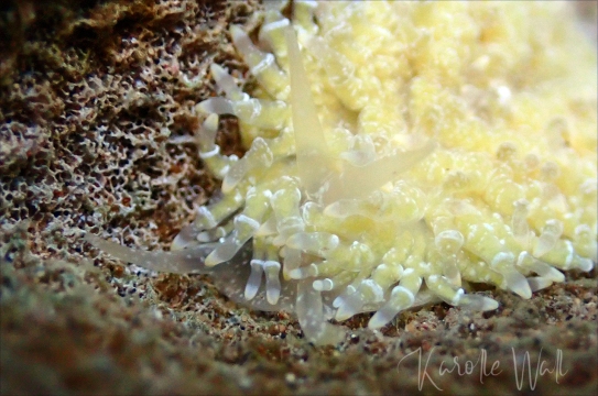 Rhinophore Detail, Tenellia lugubris