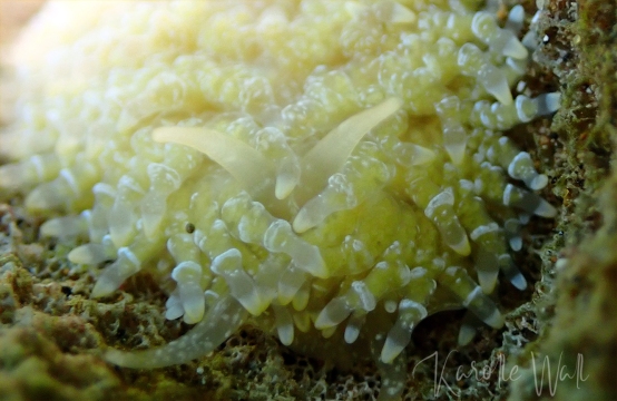 Yellow Porites Nudibranch, Tenellia lugubris