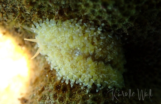 Yellow Porites Nudibranch, Tenellia lugubris