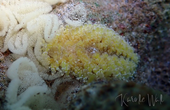 Yellow Porites Nudibranch, Tenellia lugubris