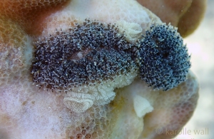 Two Porties Nudibranch laying eggs