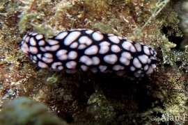 Pustulose Phyllidia, Phyllidiella pustulosa Pustulose Phyllidia, Phyllidiella pustulosa