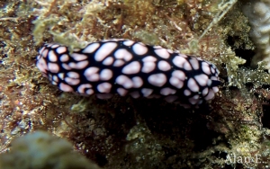 Pustulose Phyllidia, Phyllidiella pustulosa