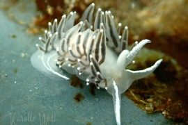 Price's Aeolid?, Apata cf pricei Price's Aeolid?, Apata cf pricei